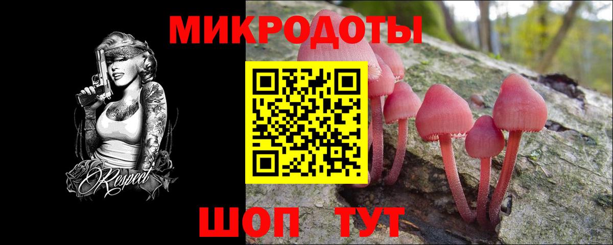 Псилоцибиновые грибы Psilocybe Балтийск